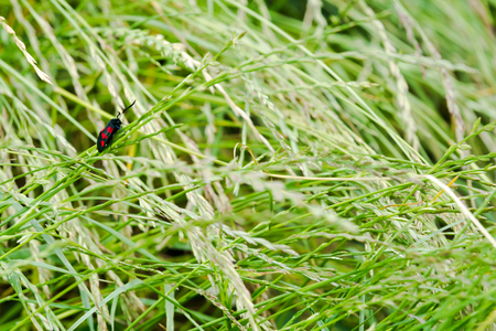Black and red spotted insect with long antennaの写真素材