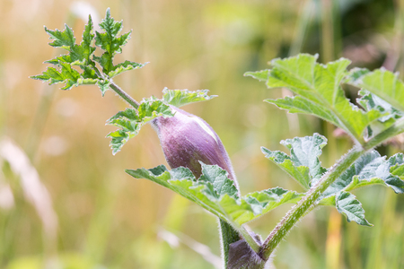 Purple plant with green leaves growing in the wildの写真素材