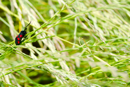 Black and red spotted insect with long antennaの写真素材