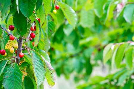 Wild red berries growing in a tree in countrysideの写真素材