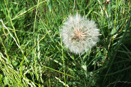 Large white dandelion growing in a summer meadowの写真素材
