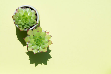 Small cactus plant in natural sun light on greenの写真素材