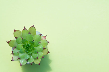 Small cactus plant in natural sun light on greenの写真素材