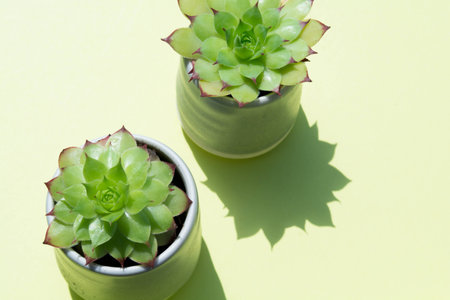 Small cactus plant in natural sun light on greenの写真素材