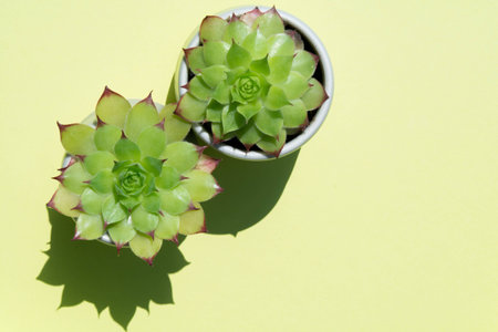 Small cactus plant in natural sun light on greenの写真素材