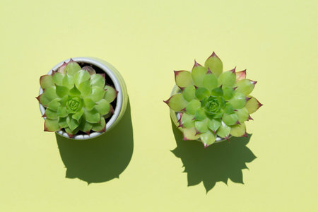 Small cactus plant in natural sun light on greenの写真素材