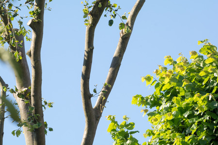 Coppiced or pollarded tree growing fresh branchesの写真素材