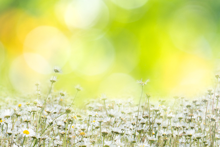 Summer background with flowers in a meadowの写真素材