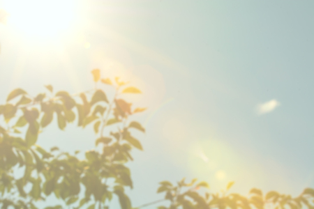 Hazy sunshine through a tree, sunny day with photo filter effectの写真素材
