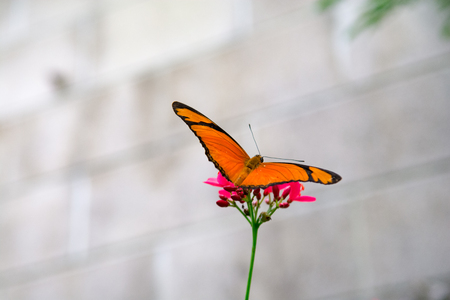 Orange butterfly on a bright pink flowerの写真素材