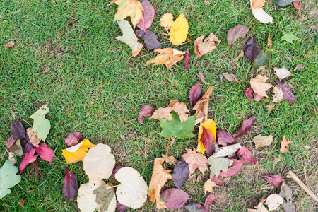 Autumn colors in the trees as seasons changeの写真素材