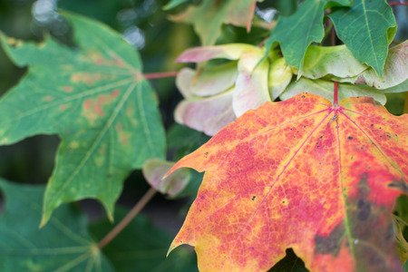 Autumn colors in the trees as seasons change