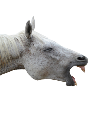 Funny laughing horse, funny animal isolatedの写真素材