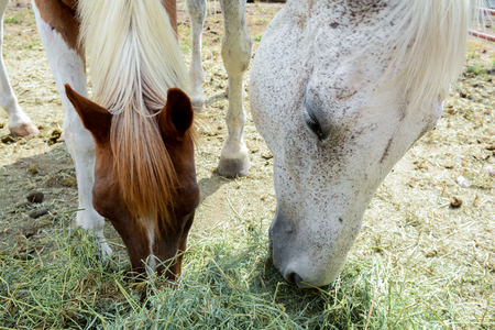 Horses eating hay at feeding timeの写真素材