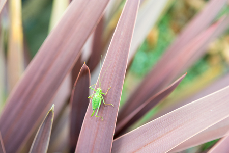 Grasshopper on a plant outside in natural daylightの写真素材