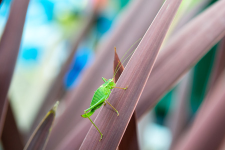 Grasshopper on a plant outside in natural daylight