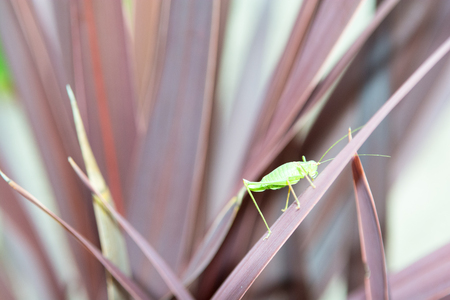 Grasshopper on a plant outside in natural daylightの写真素材
