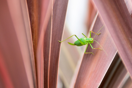 Grasshopper on a plant outside in natural daylight