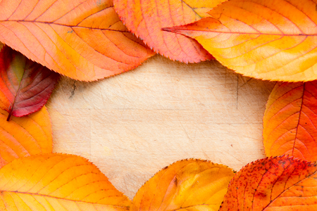 Autumn background of leaves with space for a messageの写真素材