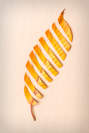 Abstract Autumn design from a cut yellow leafの写真素材