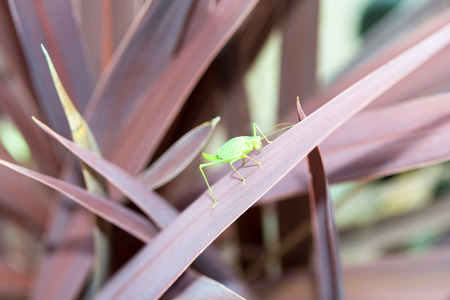Grasshopper on a plant outside in natural daylightの写真素材