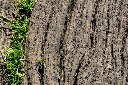 Wood background texture with copy space to rightの写真素材