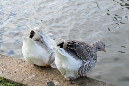 Canada goose next to the water of the lakeの写真素材