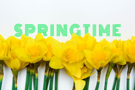 Spring floral background with yellow daffodil flowers