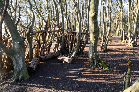 Dens or shelters made from logs and sticks in the forestの写真素材