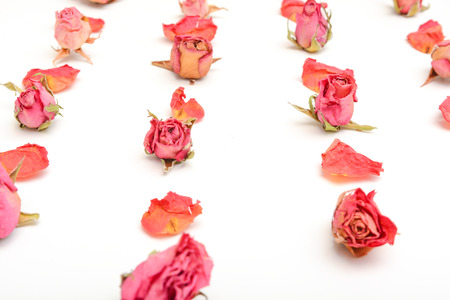 Rose flower still life arranged in pattern on white backgroundの写真素材