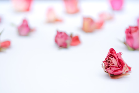 Dried flower still life with rose flowersの写真素材