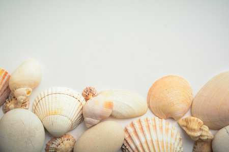 Sea shell objects for seaside and beach themed designの写真素材