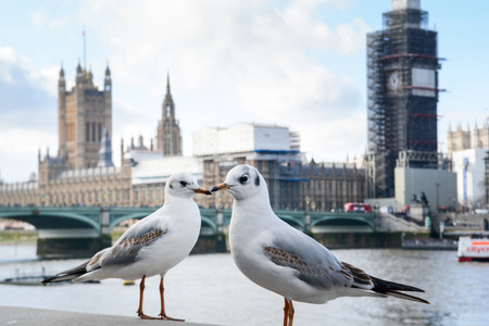 Two birds stand in front of iconic London landmarks of Big Ben and Houses of Parliamentの写真素材