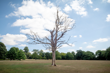 One tree with no leaves stands alone in the centre of a parkの写真素材