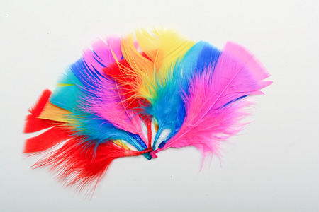 Bright and colourful feathers arranged on a white backgroundの写真素材