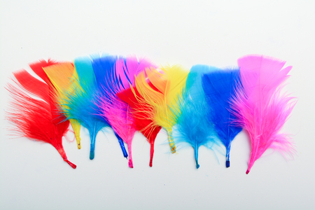 Bright and colourful feathers arranged on a white backgroundの写真素材