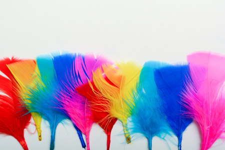Bright and colourful feathers arranged on a white backgroundの写真素材