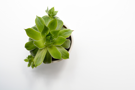 Green succulent plant on modern white office desk, top viewの写真素材