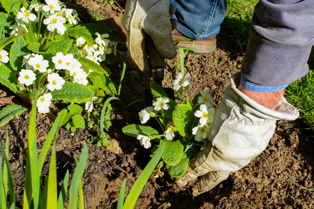 Man planting new pot plants in the gardenの写真素材