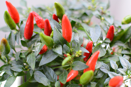 Red and green chilli peppers growing on a small plantの写真素材