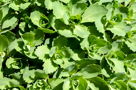 Green succulent plants growing outside in a gardenの写真素材