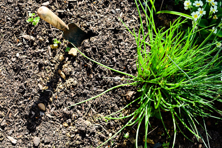 Empty flower bed in a garden ready for plantingの写真素材
