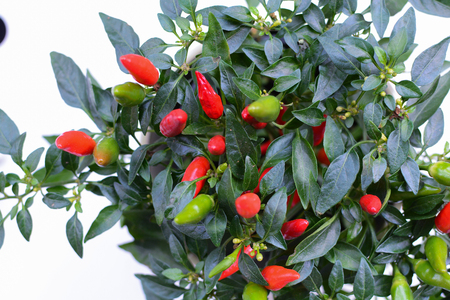 Red and green chilli peppers growing on a small plantの写真素材