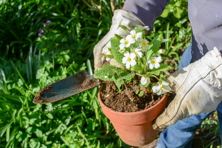Man planting new pot plants in the gardenの写真素材