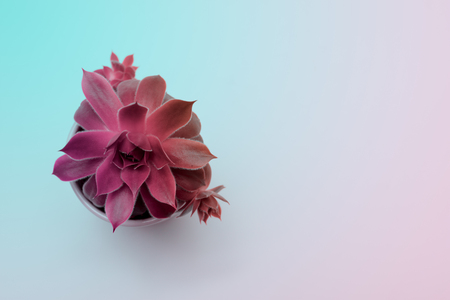 Succulent plant in abstract colourの写真素材