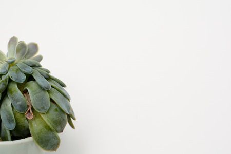Green succulent plant on modern white office desk, top viewの写真素材
