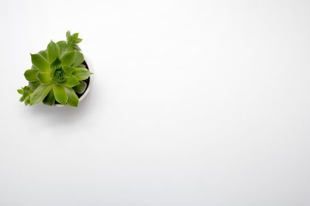 Green succulent plant on modern white office desk, top viewの写真素材