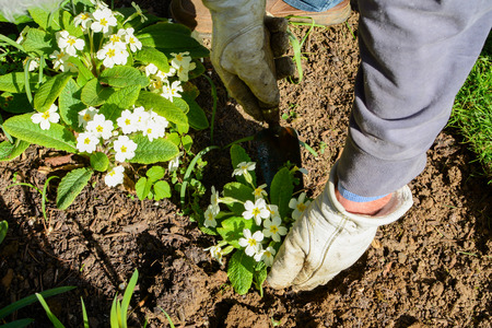 Man planting new pot plants in the gardenの写真素材