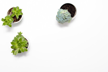 Green succulent plant on modern white office desk, top viewの写真素材