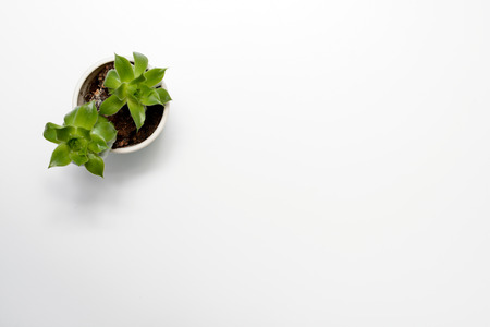 Green succulent plant on modern white office desk, top viewの写真素材